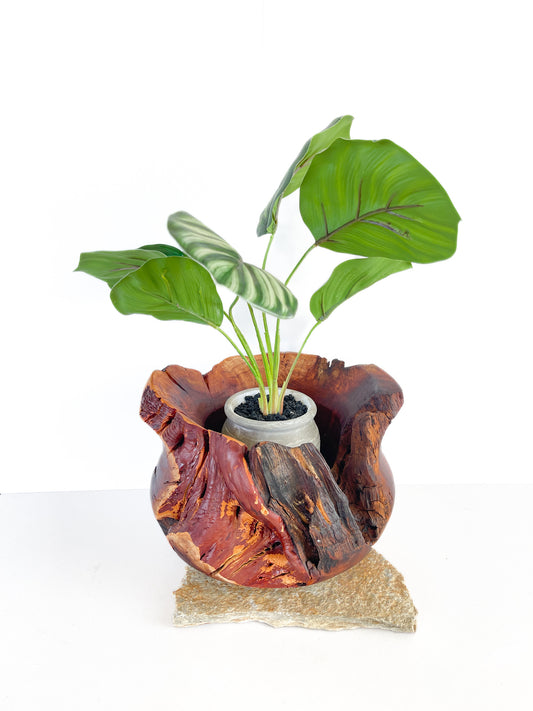 Natural Manzanita Root Vase, Handmade Decorative Planter, Rustic Home Decoration
